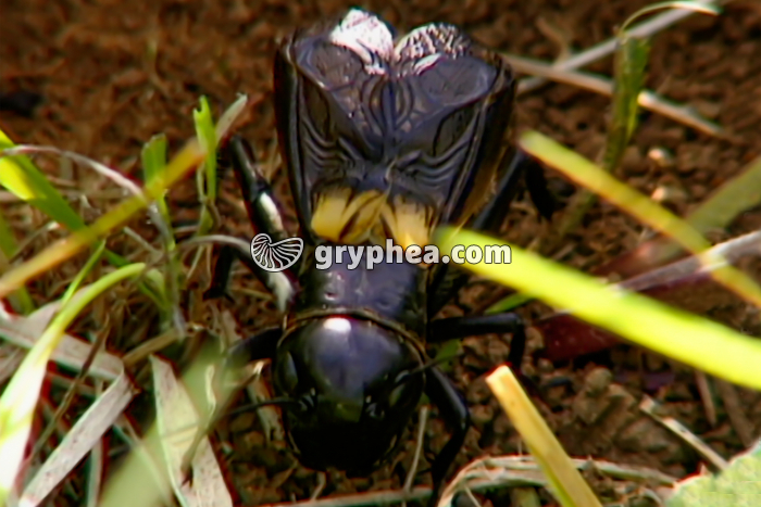 Grillon en stridulation - gryphea.com